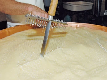 Le fromager coupe le caillé avec sa harpe