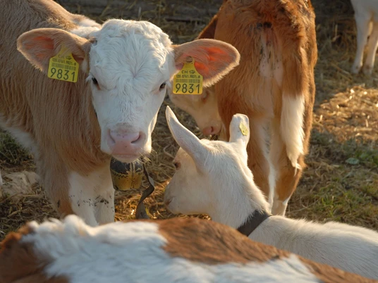 Young calves and goats on the farm