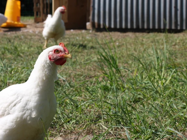 Huhn