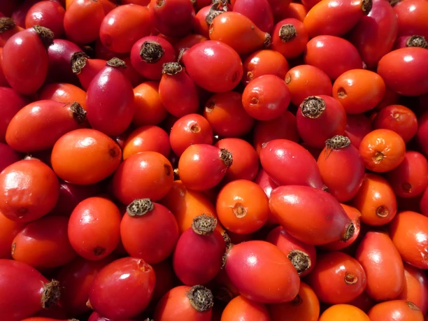De nombreux cynorrhodons rouges mûrs