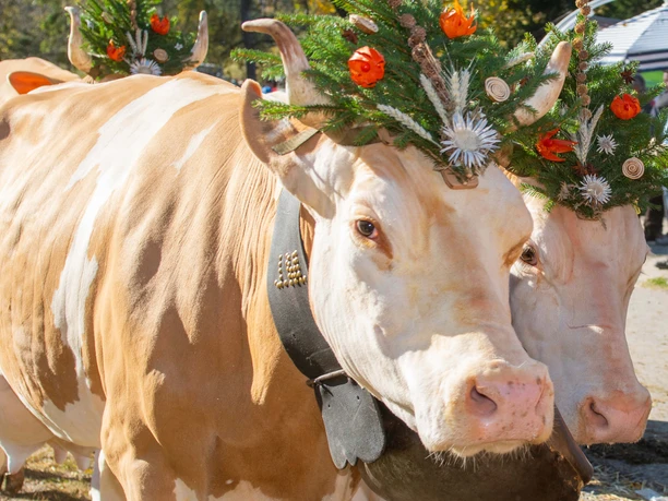 Zwei Kühe mit Blumenschmuck auf dem Kopf