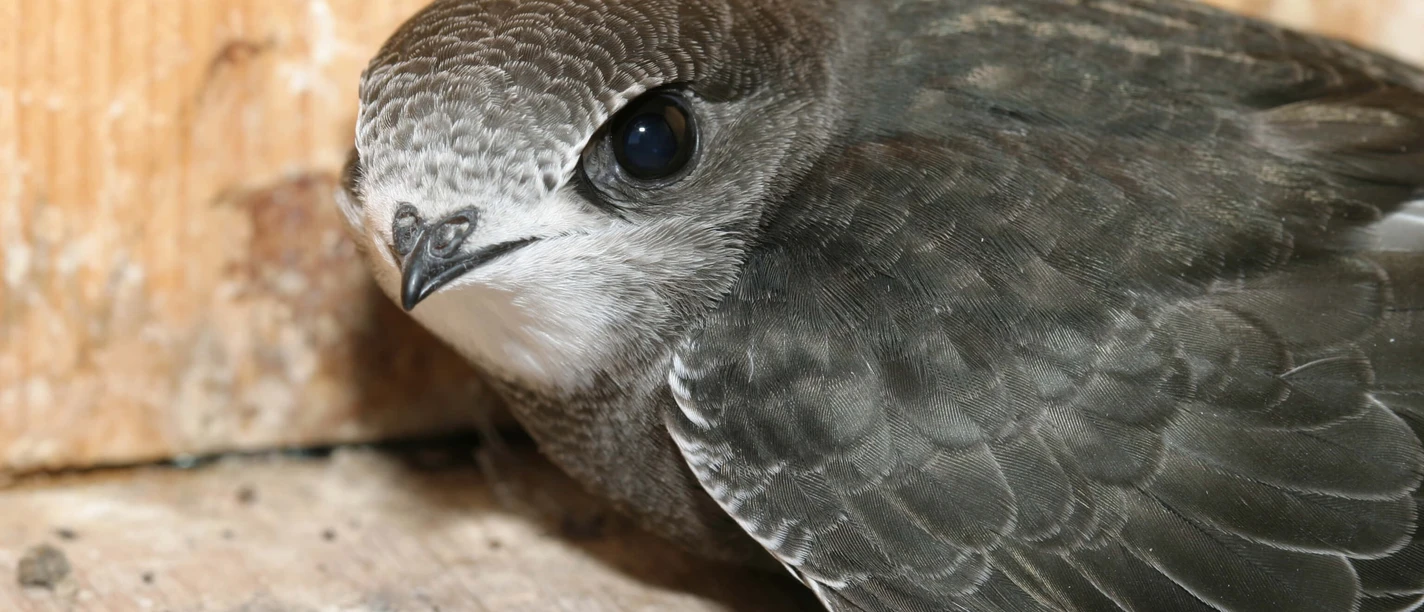 Junger Mauersegler vor dem Abflug
