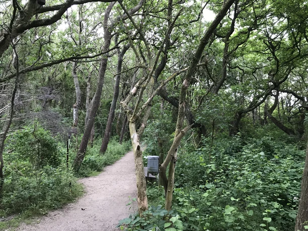 Naturzentrum Vogelkoje Kampen