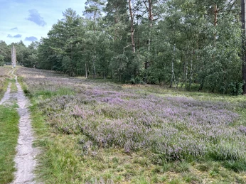 Ein sandiger Pfad schlängelt sich durch eine weite Heidefläche mit blühenden lila Heidekraut. Rechts daneben erstreckt sich ein dichter Wald aus hohen Kiefern und Birken unter einem blauen Himmel.