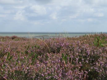 Blütenmeer in der Braderuper Heide
