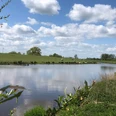 Flusslandschaft Aper Tief Eine friedliche Flusslandschaft am Aper Tief mit grünen Ufern, Schafen und blauem Himmel.
