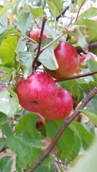 Apfelbaum.jpg
