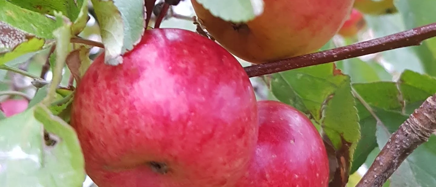 Apfelbaum.jpg