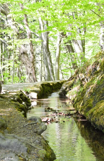 Ein schmaler Bach fließt durch einen moosbewachsenen Wald, von Sonnenlicht durchflutet.