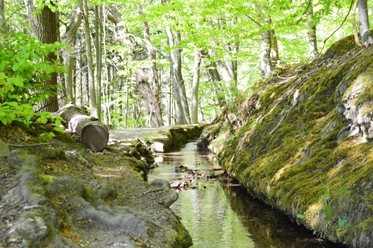 Wandern Schwalenberg Stadtwasser Quer(C)Stadt.JPG Ein schmaler Bach fließt durch einen moosbewachsenen Wald, von Sonnenlicht durchflutet.