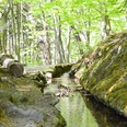 Wandern Schwalenberg Stadtwasser Quer(C)Stadt.JPG Ein schmaler Bach fließt durch einen moosbewachsenen Wald, von Sonnenlicht durchflutet.
