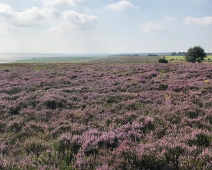 Blick auf die Braderuper Heide in Kampen