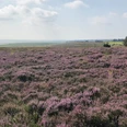 Blick auf die Braderuper Heide in Kampen