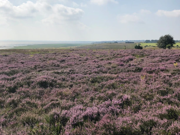 Blick auf die Braderuper Heide in Kampen