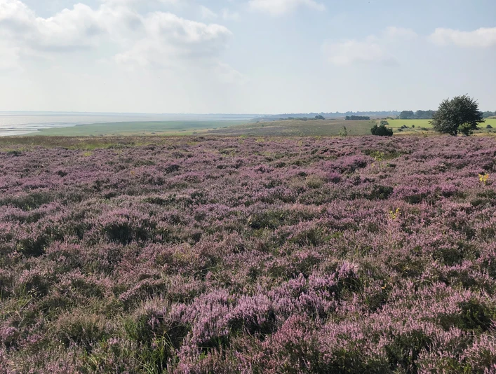Blick auf die Braderuper Heide in Kampen