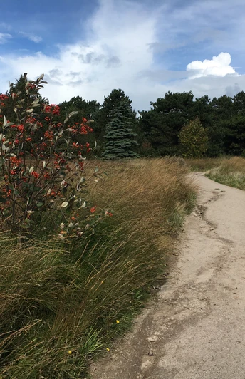 Weg zur Kupferkanne von der Braderuper Heide