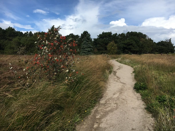 Weg zur Kupferkanne von der Braderuper Heide