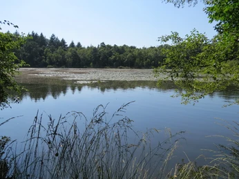 Drakamp See Drakamp See bietet eine ruhige und idyllische Naturkulisse mit spiegelndem Wasser und dichter Waldvegetation.