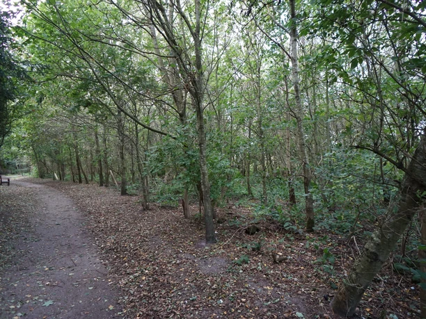 Wald am Campingplatz in Kampen