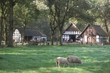 Museumshof Rahden Fachwerkgebäude im Grünen mit Schafen im Vordergrund, umgeben von hohen Bäumen bei Sonnenschein.