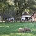 Museumshof Rahden Fachwerkgebäude im Grünen mit Schafen im Vordergrund, umgeben von hohen Bäumen bei Sonnenschein.