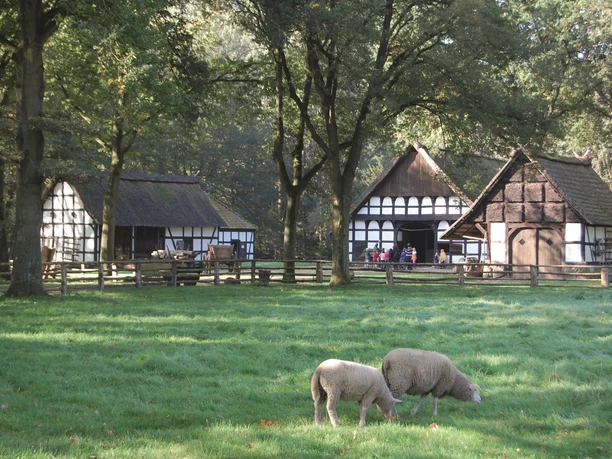 Museumshof Rahden Fachwerkgebäude im Grünen mit Schafen im Vordergrund, umgeben von hohen Bäumen bei Sonnenschein.