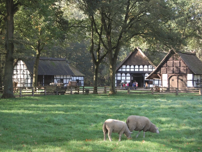 Museumshof Rahden Fachwerkgebäude im Grünen mit Schafen im Vordergrund, umgeben von hohen Bäumen bei Sonnenschein.