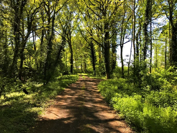 Een zonovergoten bospad met weelderig groen en schaduwpatronen op de grond in het Geester Wasserreich.