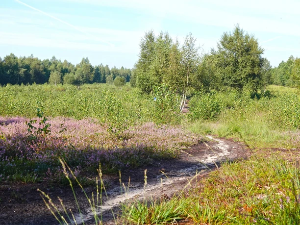 Von Moor zu Moor Sonnenbeschienener Wanderpfad durch blühende Heide mit jungen Birken und Moorvegetation im Emsland.