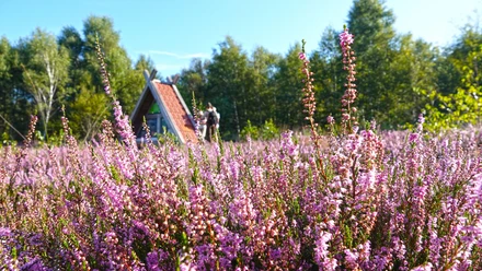Blühende Heide mit pinken Blüten, dahinter kleine Holzhütte und Wanderer unter blauem Himmel.