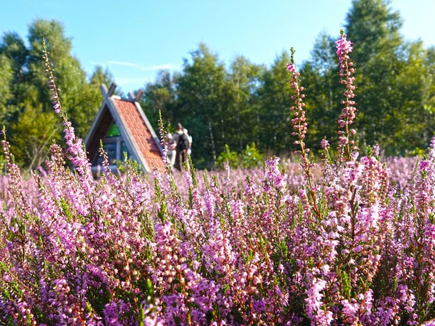Blühende Heide mit pinken Blüten, dahinter kleine Holzhütte und Wanderer unter blauem Himmel.