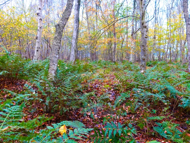 Een dicht berkenbos met varens en herfstkleurig blad in het Geestmoor bij Geeste in het Emsland.