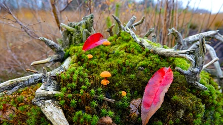 Een met mos begroeide boomstronk met kleine oranje paddenstoelen en rode herfstbladeren in het Geestmoor.