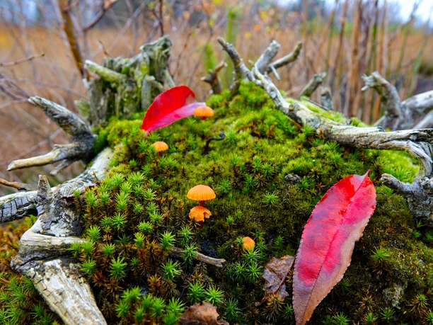 Een met mos begroeide boomstronk met kleine oranje paddenstoelen en rode herfstbladeren in het Geestmoor.