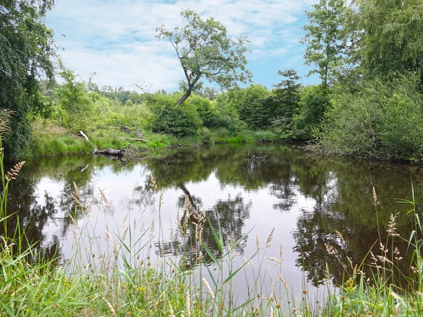 Naturschutzgebiet im Leiken Ruhiger Teich mit dichtem Uferbewuchs und spiegelnder Wasseroberfläche unter blauem Himmel