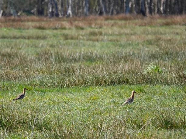 Uferschnepfen Zwei Uferschnepfen stehen in einer feuchten Wiesenlandschaft mit hohem Gras und Wald im Hintergrund.