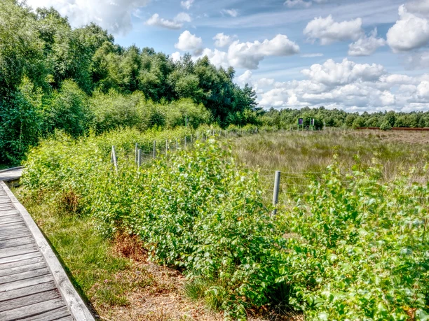 Kuhdammmoor Holzbohlenweg durch grünes Moorgebiet mit Birken, Wiesen und weitem Blick unter blauem Himmel.