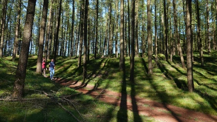 Wanderung durch die Loruper Osterntannen Zwei Wandernde auf einem sonnendurchfluteten Waldweg zwischen hohen Kiefern im Emsland.