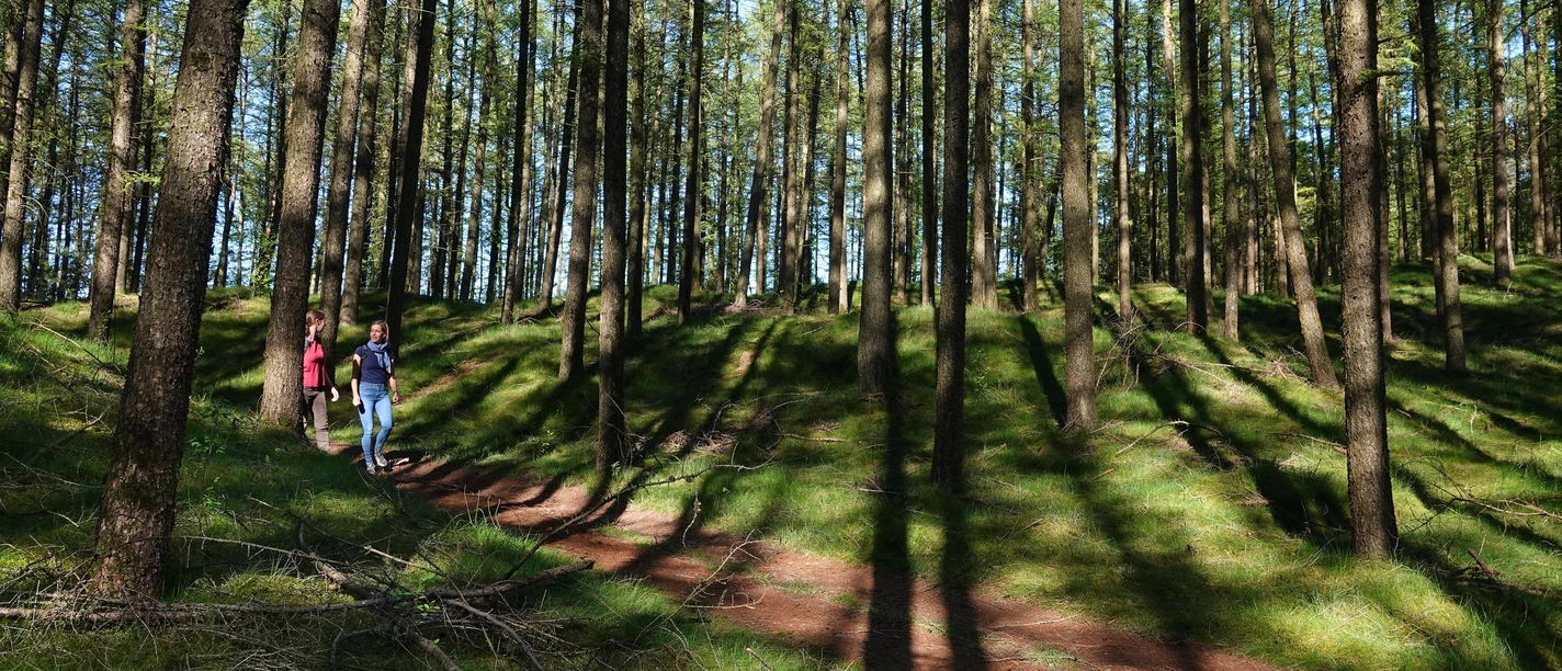 Wanderung durch die Loruper Osterntannen Zwei Wandernde auf einem sonnendurchfluteten Waldweg zwischen hohen Kiefern im Emsland.