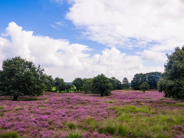 Blühende Heidefläche mit vereinzelten Eichen unter leicht bewölktem Himmel in der Landschaft des Hümmlings.