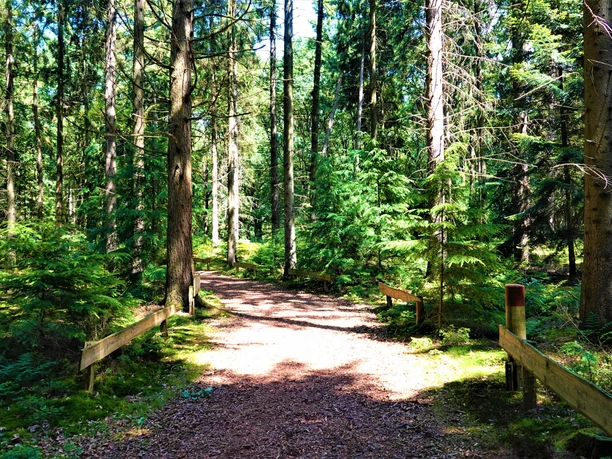 Sonnenbeschienener Waldweg im Tinner Loh mit Holzgeländern und dichtem Kiefern- und Fichtengrün.