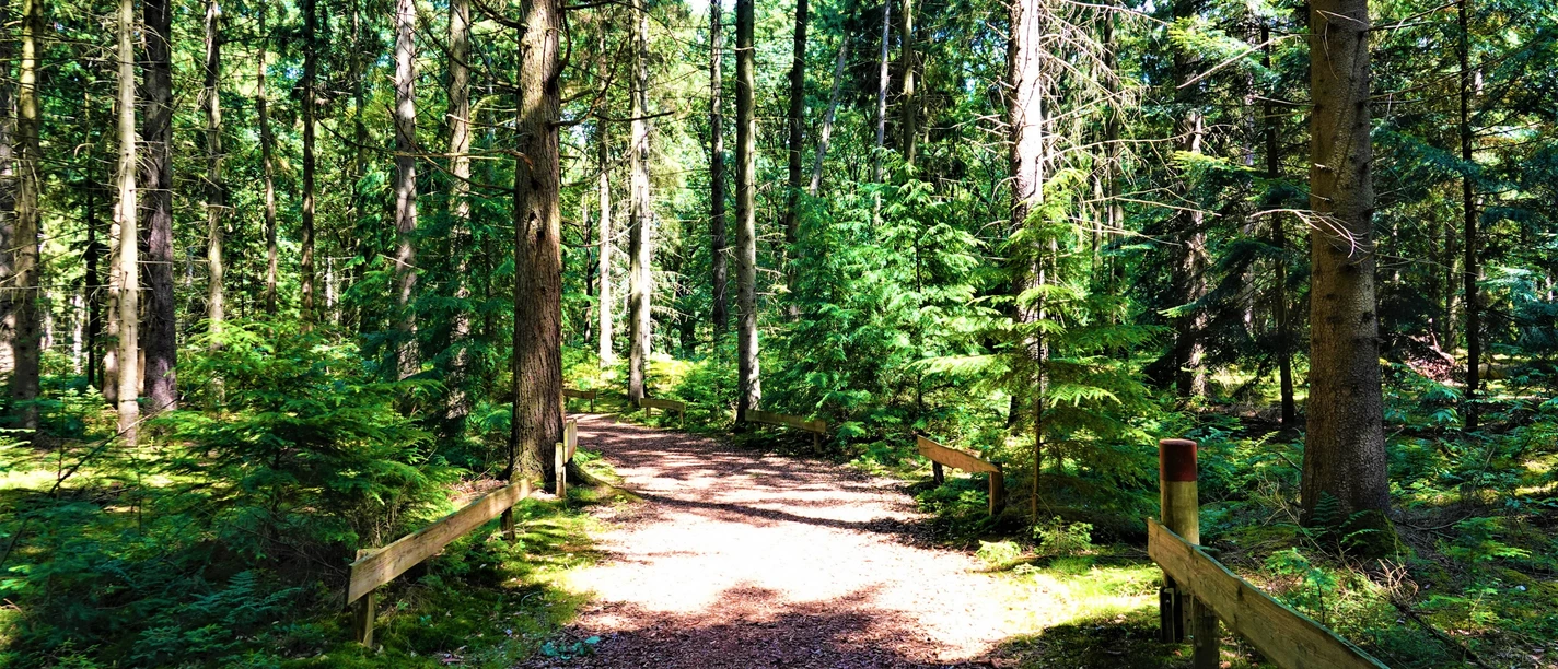 Tinner Loh Sonnenbeschienener Waldweg im Tinner Loh mit Holzgeländern und dichtem Kiefern- und Fichtengrün.