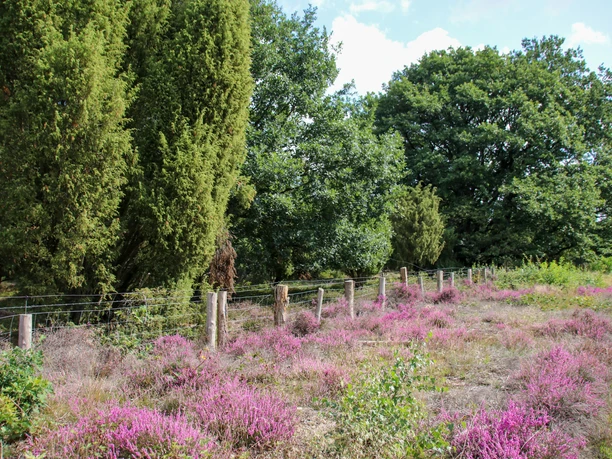 Wacholderhain Börger Wacholderhain mit blühender Heide, alten Bäumen und einem Zaun entlang eines Naturpfads im Sommer