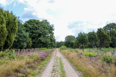 Wacholderhain Börger Sandweg führt durch Heidelandschaft mit Wacholderbüschen, violett blühender Heide und alten Eichen.