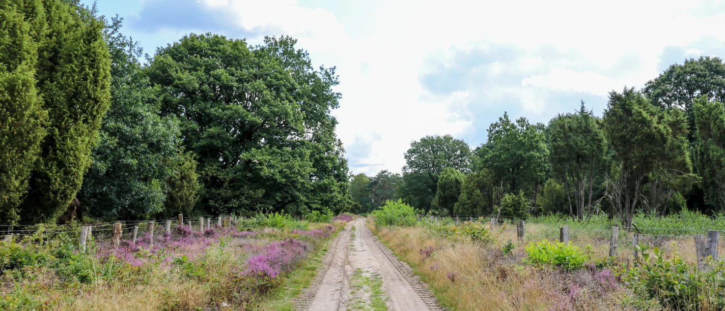 Wacholderhain Börger Sandweg führt durch Heidelandschaft mit Wacholderbüschen, violett blühender Heide und alten Eichen.