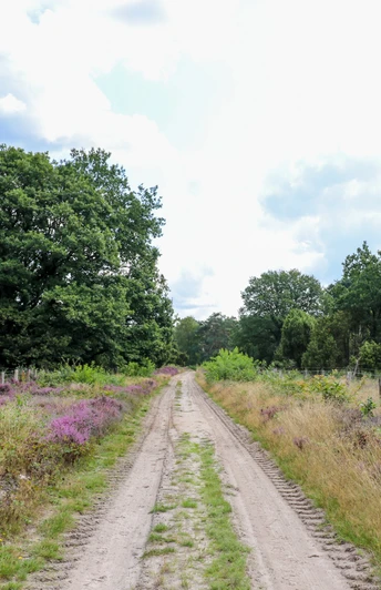 Wacholderhain Börger