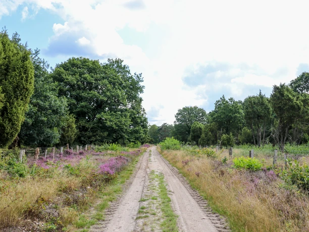 Wacholderhain Börger Sandweg führt durch Heidelandschaft mit Wacholderbüschen, violett blühender Heide und alten Eichen.