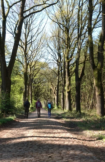 Drei Wandernde auf kopfsteinbepflastertem Weg durch lichten Mischwald bei sonnigem Wetter.