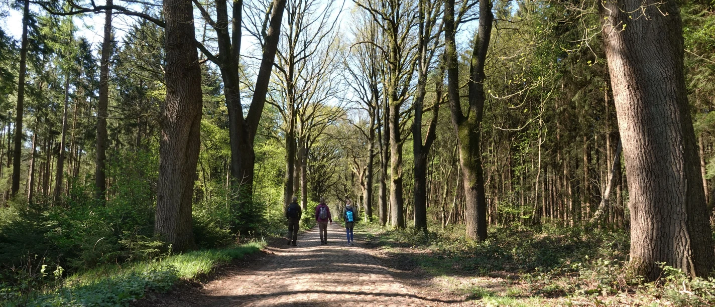 Historische Straße Drei Wandernde auf kopfsteinbepflastertem Weg durch lichten Mischwald bei sonnigem Wetter.