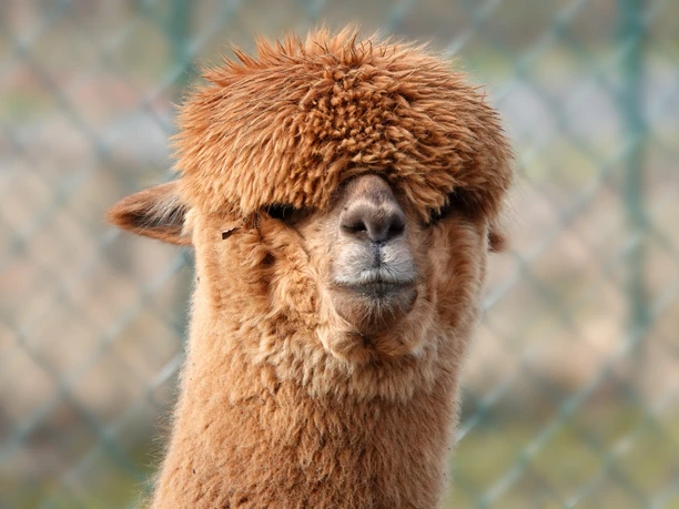 Landwirtschaftliche Route_Lüken_Alpakas Braunes Alpaka mit dichter, zottiger Wolle und gesenktem Blick vor einem unscharfen Zaunhintergrund.